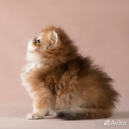 Котята длинношёрстные британские шиншиллы