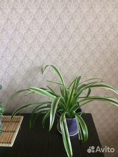 Хлорофитум,традесканция,палея серебристая