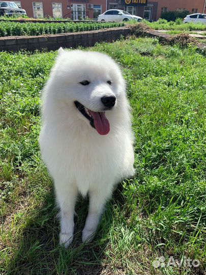 Вязка самоеда