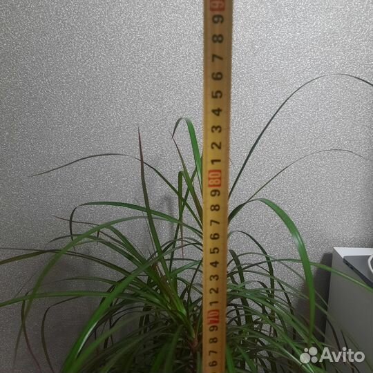 Пальма драцена