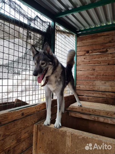 Гром полностью готов стать домашним псом