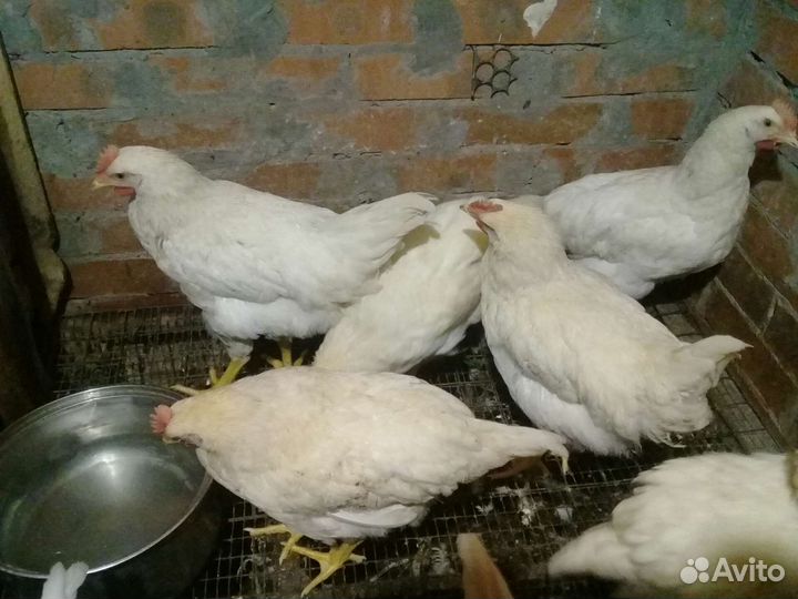 Молодые петушки