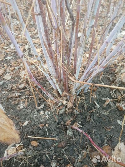 Саженцы малины