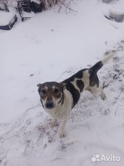 Двортерьер