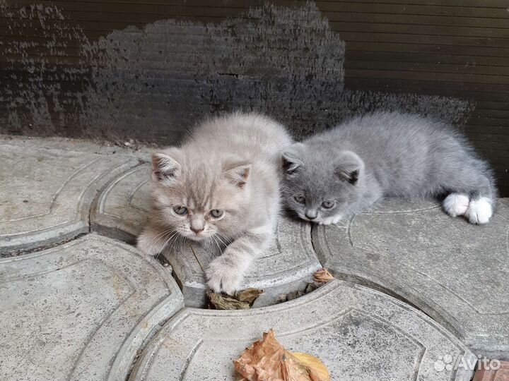 Британские котята