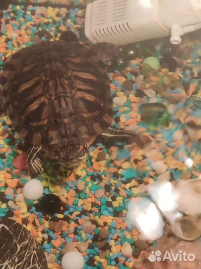 Красноухая черепаха бесплатно