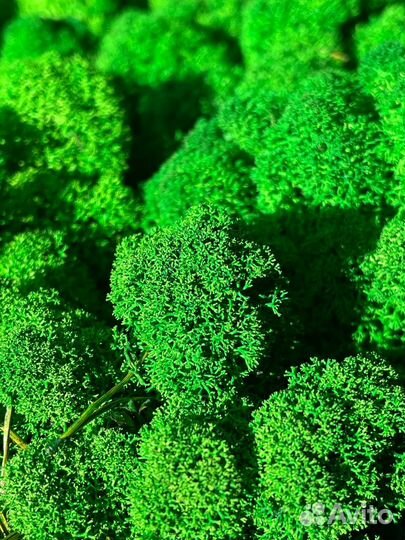 Стабилизированный мох