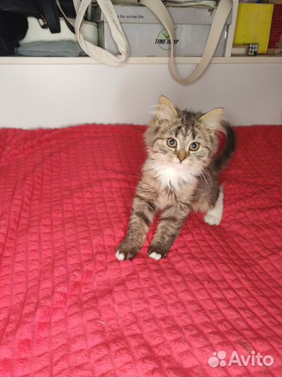 Британские котята