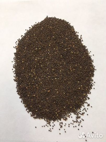 Семена шалфея