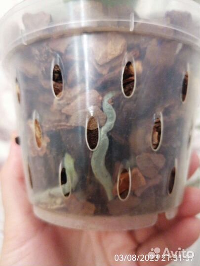 Орхидея мини марк