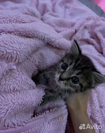 Котята в добрые руки бесплатно