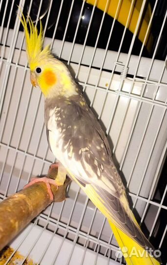 Попугай корелла, какарики и ожереловые