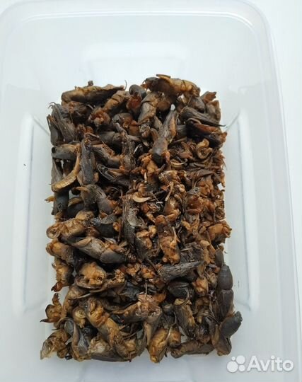 Медведка азиатская сушеная для иммунитета