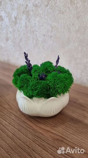Кашпо подарок со мхом и лавандой