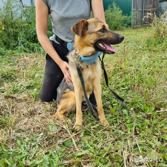 Собака в добрые руки