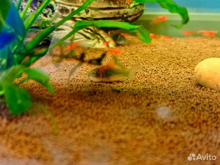 Номерные сомы, лорикарии,анцитрусы, коридорисы