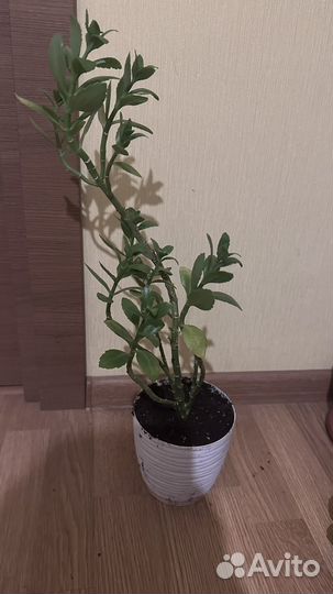 Домашний цветок Каланхое