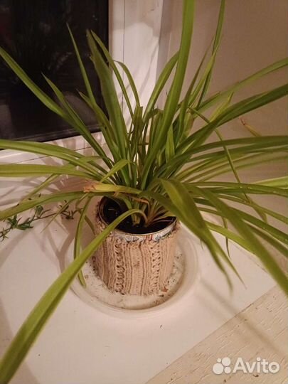 Хлорофитумы