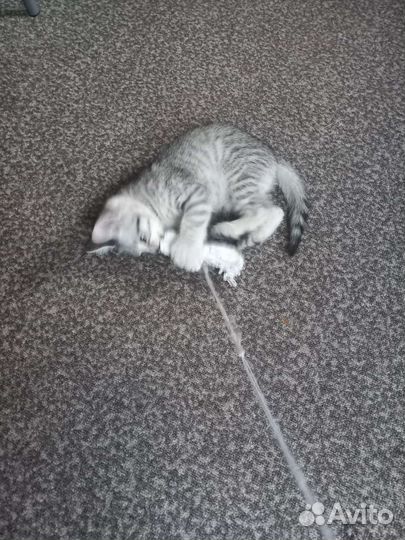 Котята пиксибоб