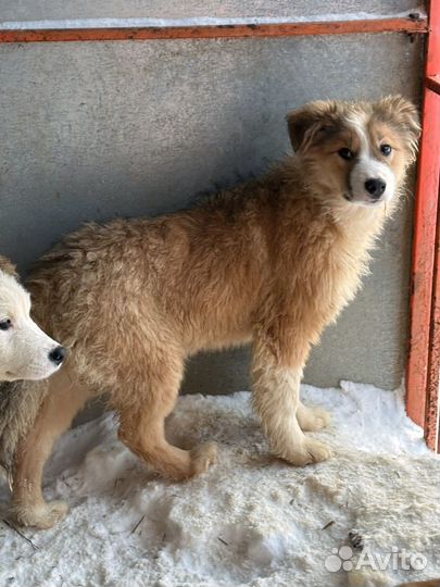 Щенок в добрые руки бесплатно