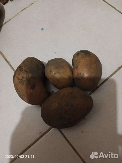Продам картофель