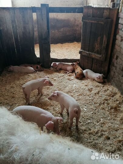 Поросята ландрас дюрок