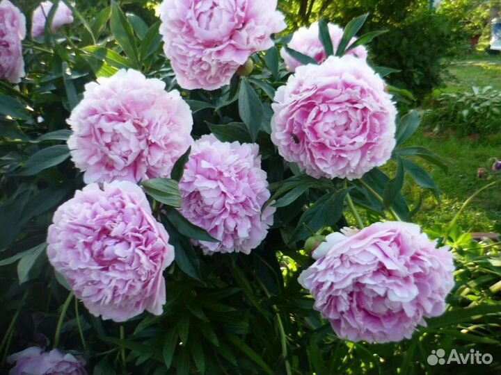 Пионы разных сортов 2 х летнии