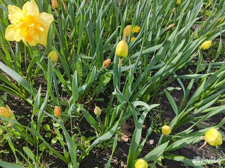Луковицы нарциссов