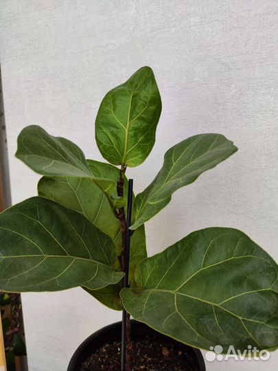 Фикус лирата бамбино