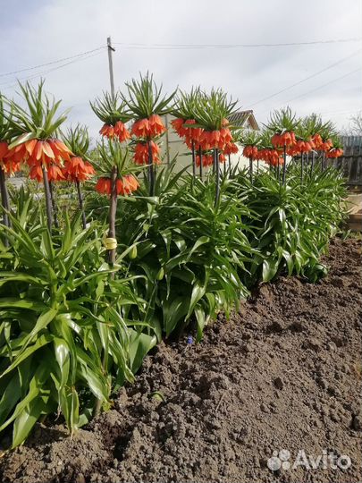 Рябчик императорский. Цветы