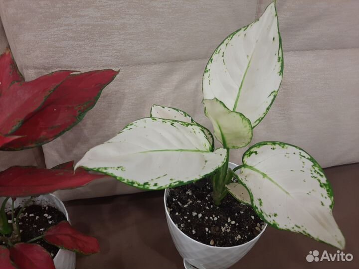Аглаонема сортовая