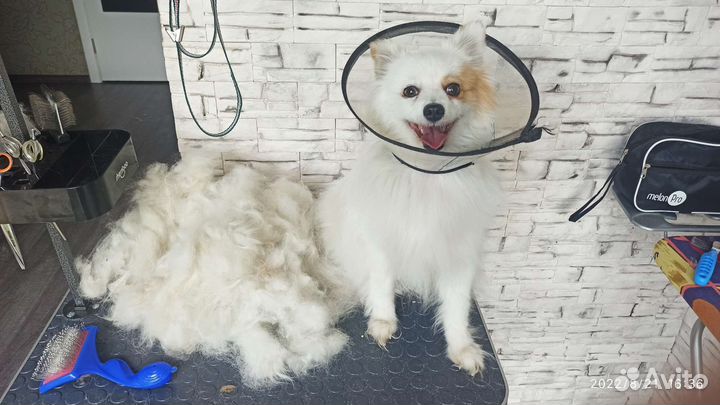 Стрижка собак