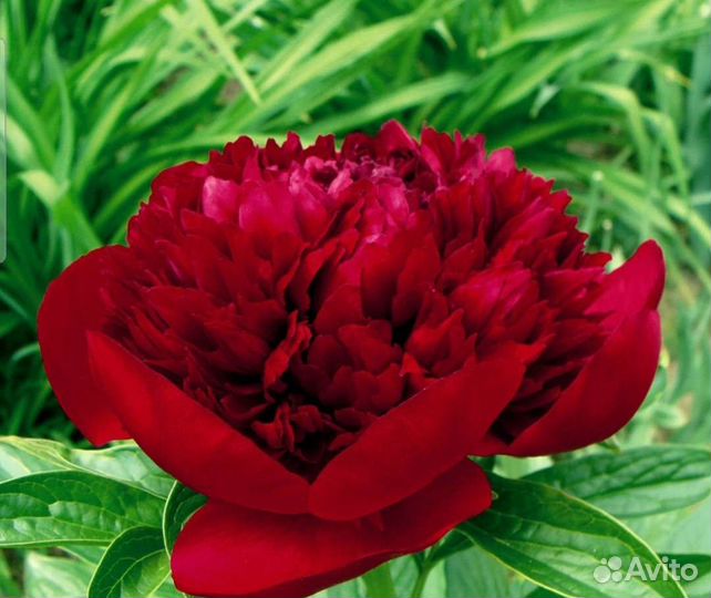 Пионы саженцы