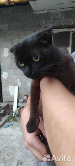 Кошки и котята