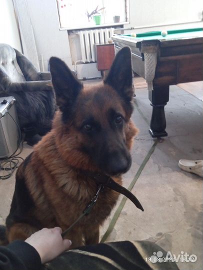 Немецкая овчарка