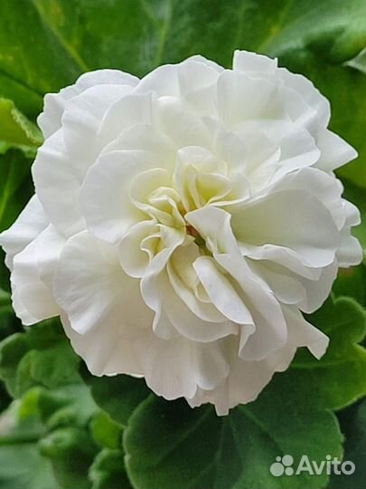 Пеларгония