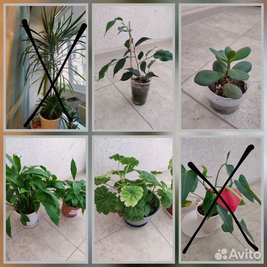 Комнатные растения цветы пеларгония антуриум