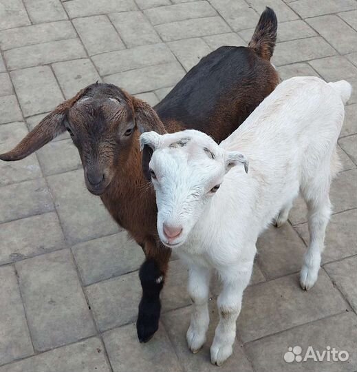 Обезроживаем козлят