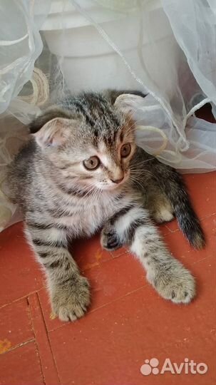 Прекрасный котёнок в хорошие руки