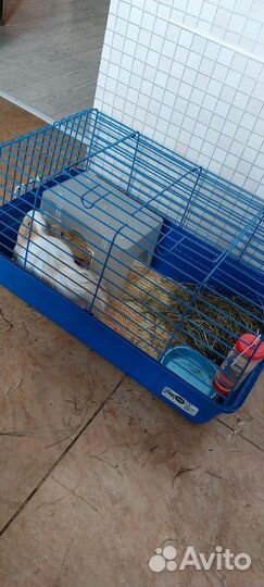 Морская свинка девочка