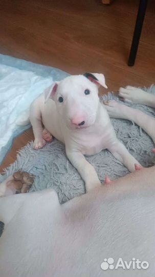 Бультерьер