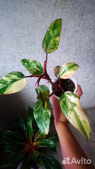 Филодендрон рэд эмеральд