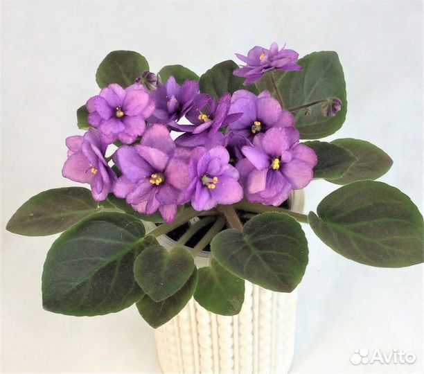 Цветущие фиалки мини и полумини