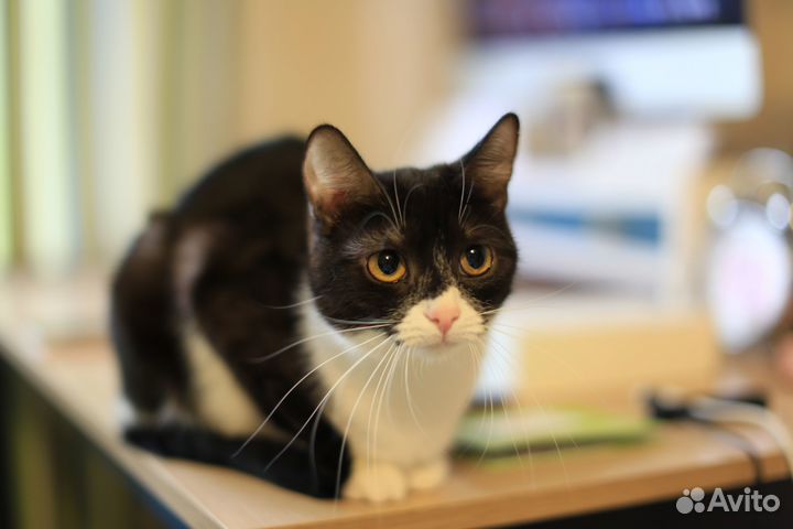 Кошечка 1 год, в добрые руки