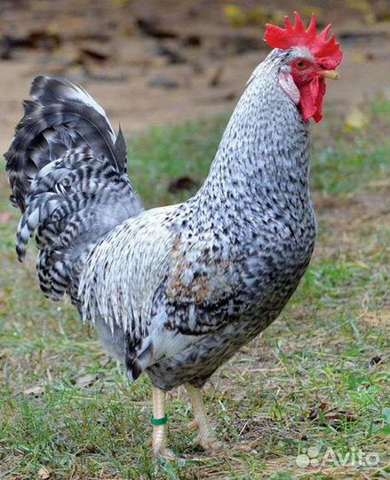Куры петухи