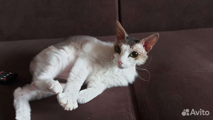 Сфинкс браш