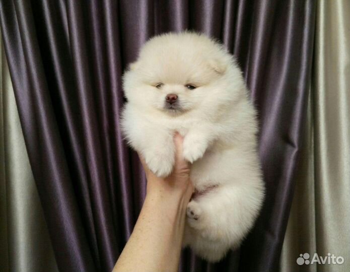 Щенки шпица