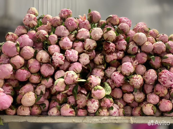 Пионы импортные оптом и в розницу