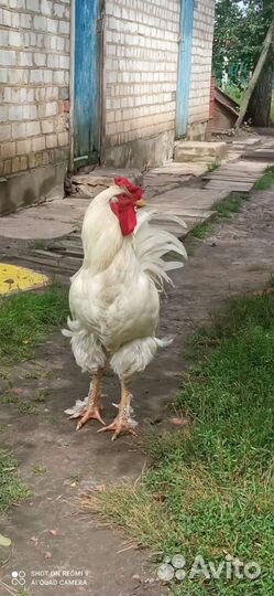 Петухи