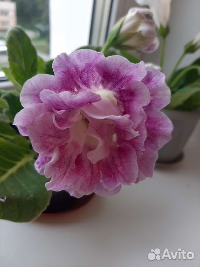 Глоксиния разных расцветок цветущие